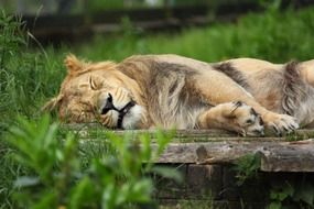 male lion sleeping on boards outdoor, africa