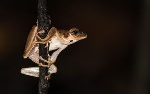 Pat Amphibian