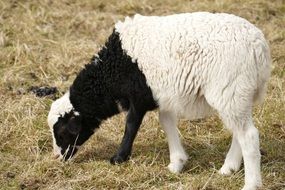 black and white sheep on a pasture