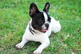 Cute Puppy Dog on Grass, frenchie