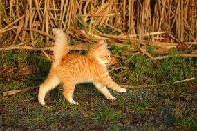 funny red young cat