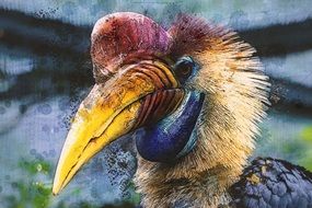 drawing of a hornbill