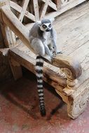 Ring Tailed lemur on the bench
