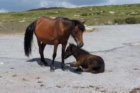 horse with stallion in the wild