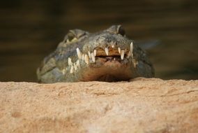 crocodile with dangerous sharp teeth close-up