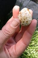 Egg Quail