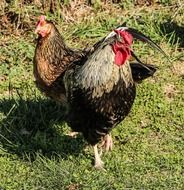 Rooster on farm