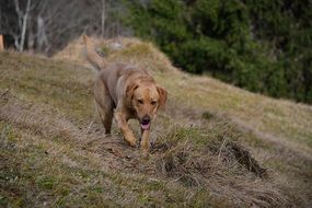 wonderful Labrador Dog