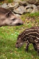 Cute American tapirs