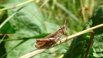 pretty brown Grasshopper