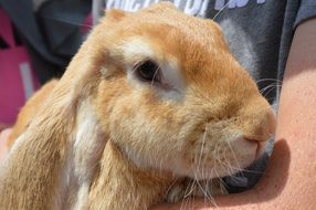 Cute Rabbit Animal in hands