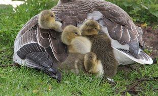 ducklings sit under duck plumage