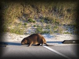 fluffy beaver