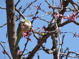 parrot on a tree branch with pink flowers