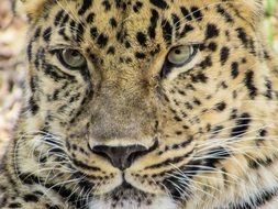 close-up photo of the face of a leopard