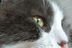 photo of a cat with green eyes close up