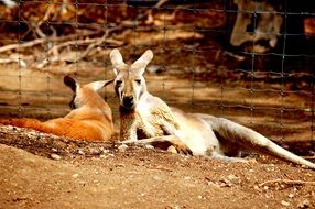 kangaroo rest in the sun in the australian zoo