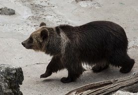 top view of a bear