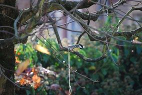 Little small songbird sits on the tree branch