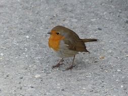 small robin with red breast