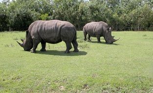 two rhino in the pen in the reserve