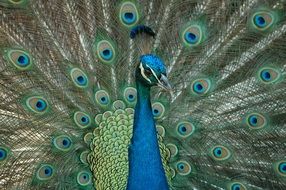 portrait of a peacock against a background of colorful plumage