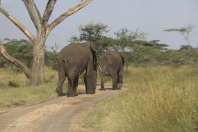 cute lovely Elephants Serengeti