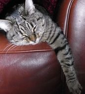 cute Cat with Stripes Sleeping