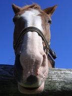 brown white horse head