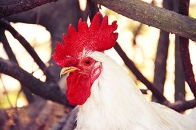 white rooster head close up