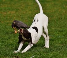 dog and bird of prey in the wildpark poing