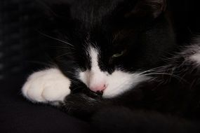 Black and white cat is sleeping