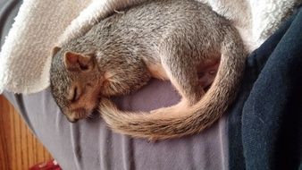 cute sleeping squirrel