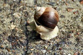 crawling land snail