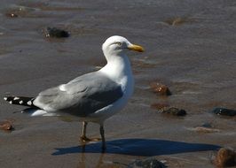 white and grey Seagull on Baltic Sea Coast