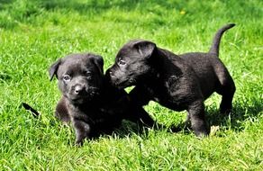 black puppies on green grass