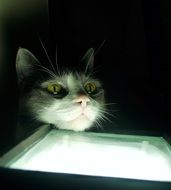 Look Dark cat