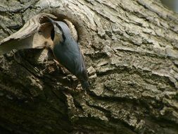 nuthatch on a tree in the garden