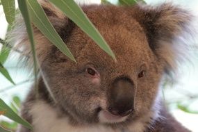 Cute koala in Australia close-up on blurred background