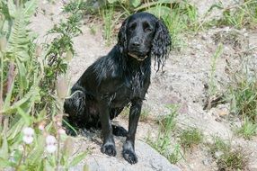 black wet spaniel on a sunny day