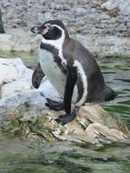 cute and funny penguin