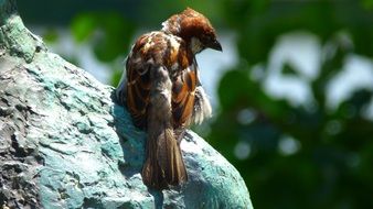 a sparrow sitting on a stone