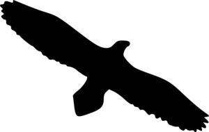 silhouette of a flying eagle on the white background