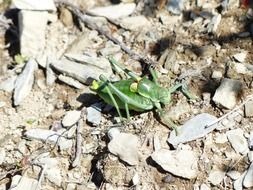 green grasshopper on the ground