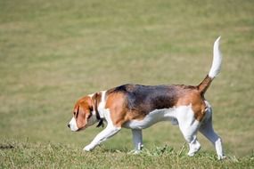 Beagle Dog walking