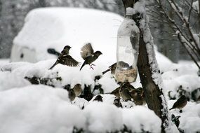 sparrows are eating from the feeders in the winter