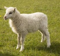Cute white sheep on the grass