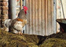 big cock on the farm