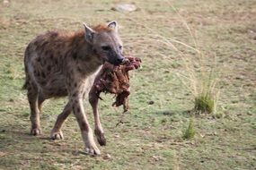 Animal Serengeti