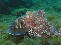 squid in Croatia